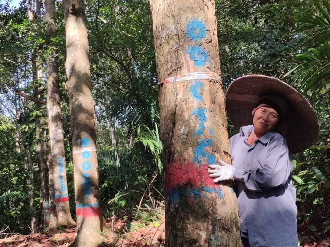 Tropical rainforest restoration in Sarawak, Borneo