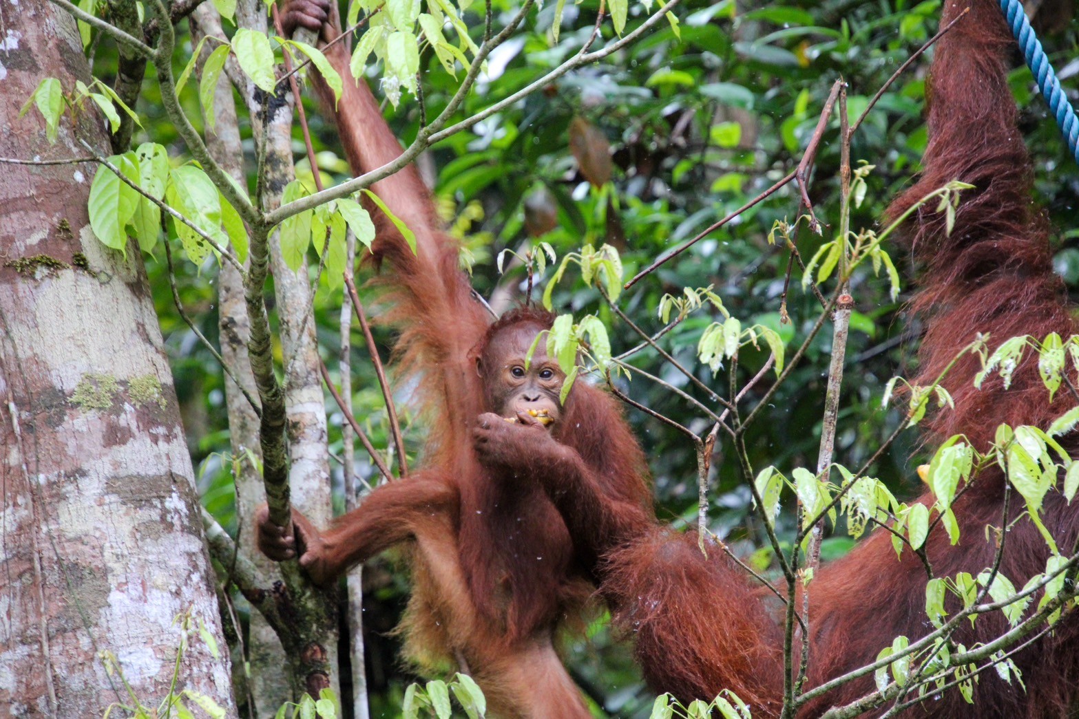 Group photo from the Orangutan Forest Restoration Project in Sarawak