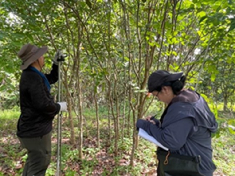 【ボルネオ島サラワク州・半島部クダ州及びペナン州・事業報告】2025年4～7月　熱帯雨林再生と地域支援活動の実施状況